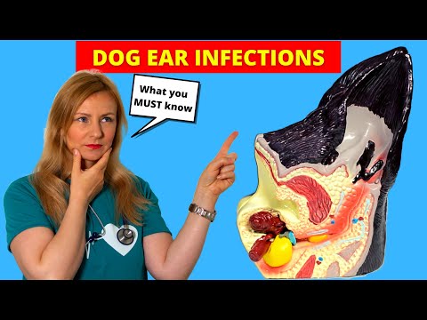 Why Does My Dog Shake His Head?  (Ear Infection in Dogs)