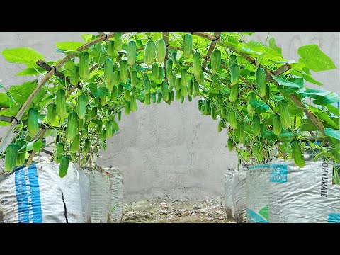 Great methods for growing cucumbers this summer for your family Large crunchy fruit