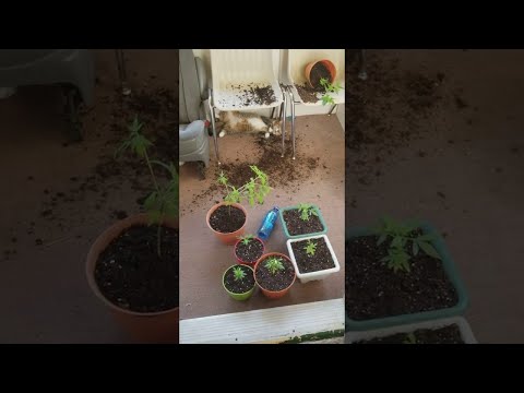Коты сожрали коноплю и попались на горячем