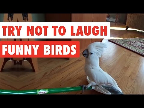 Get Ready to Laugh With These Funny Birds Clips