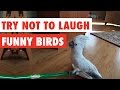 Try Not To Laugh | Funny Birds Video Compilation