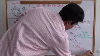 Síntesis de novo de nucleótidos de purina  (parte 1)