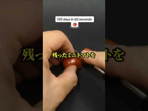 自家製トレリストマトステーク – 種類、ヒント、コツ  庭園