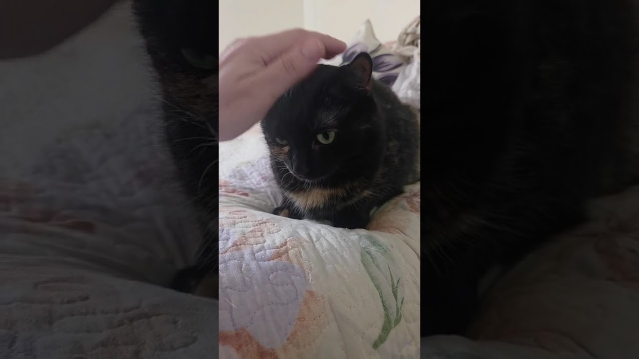 Enlarge Lily, a Adoptable Domestic Short Hair in Brooklyn, NY video 5/5