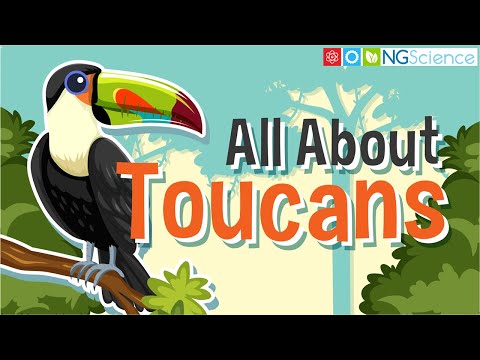 All About Toucans