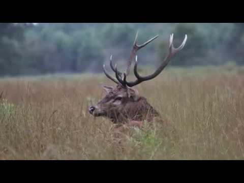 Brame du cerf dans les Landes de Gascogne 2018
