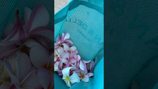 朝の散歩で長持ちするプルメリア探し#hawaii #plumeria