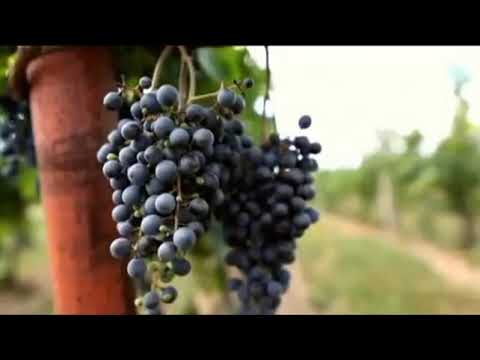 Vlasta Redl - Ještě mi chvilku zpívej