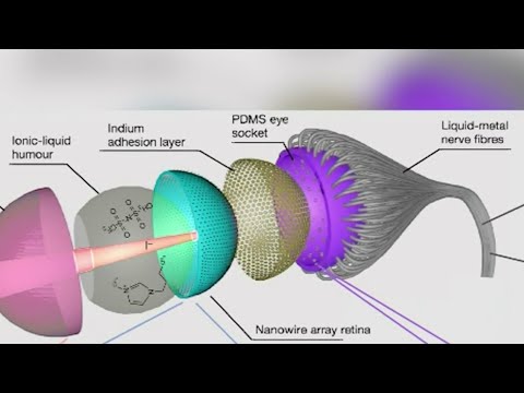 News Brief (May 25, 2020)