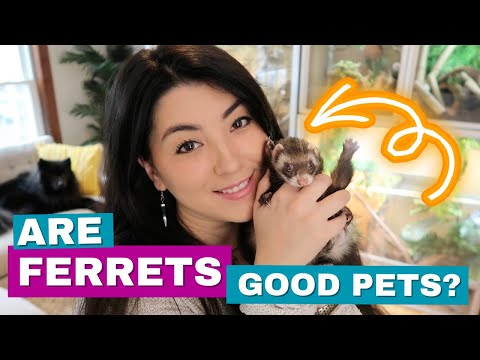 Do Ferrets Make Good Pets?