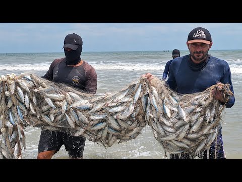 CARDUMES DE SARDINHAS EM NOSSA PRAIA. 