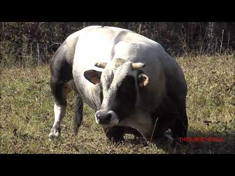 IL TORO DA 1000 KG AL PASCOLO ALLA FIERA DI S.MARTINO A CASTELDELFINO (CN) DOM. 18 - 10 - 2020.