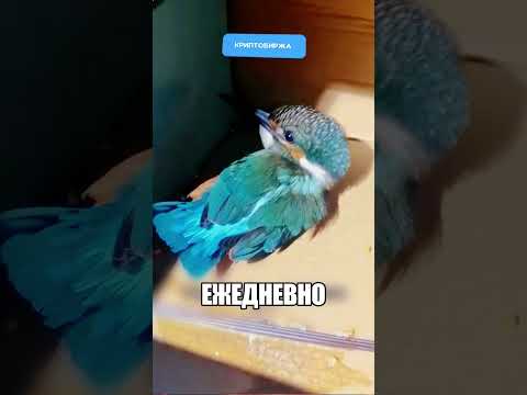 ПТИЦА НАЧАЛА ПЛАТИТЬ ЗА СПАСЕНИЕ