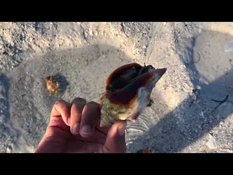 Spotted Living Shells - Bean Point beach, Florida (USA)