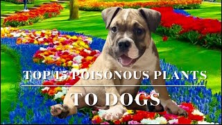 SAVE YOUR DOG Poisonous Household & Garden Plants To Dogs Poison Symptoms What To Do Emergency Help