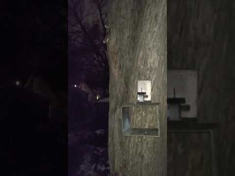 image-Are flying squirrels rare in Minnesota?