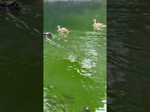 #fishingvideo #viralshorts #mindpeace #beats