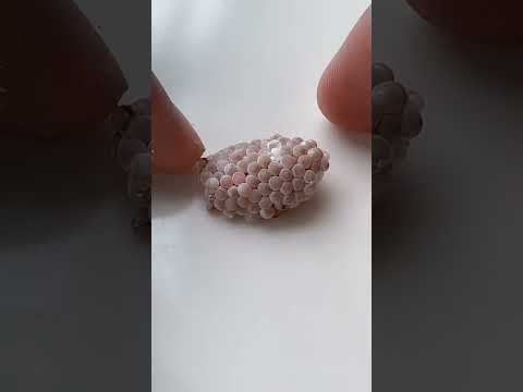 Baby Snail 🐌 #lifehacks #batang90s