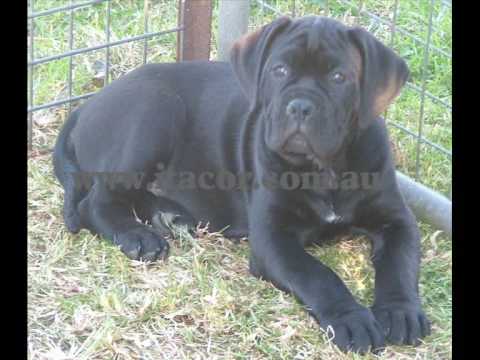 Italian Cane Corso ITACOR PUPPIES