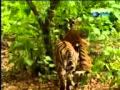 Bagh Aur Bandar Ka Ladaai Bandar Ka Tang Karna