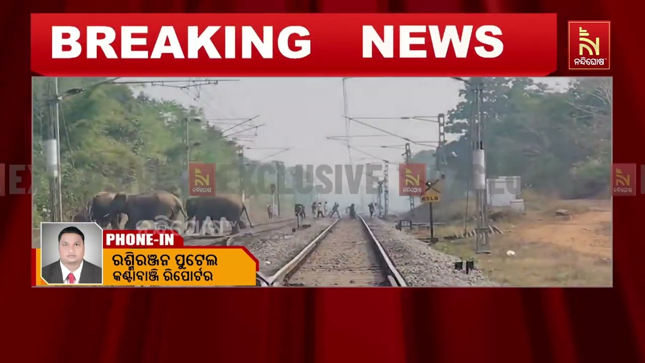 ବଲାଙ୍ଗୀର ତୁରେକେଲାରେ ଆଡ୍ଡା ଜମାଇଛନ୍ତି ୩୦ ଟିକିଆ ହାତୀପ?