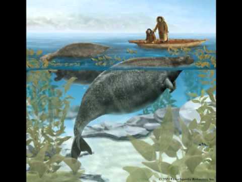 S is for Steller's Sea Cow