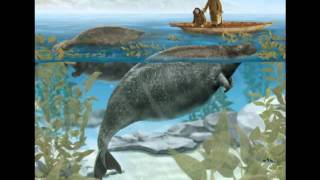 S is for Steller's Sea Cow