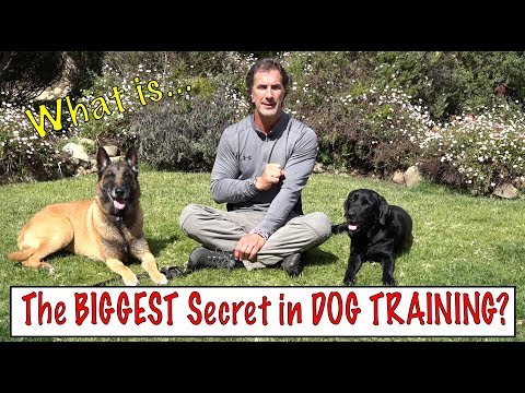 The Biggest Secret in Dog Training - What the Best Dog Trainers ...