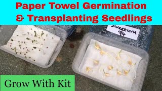 Paper towel seed germination | Transplanting seedlings