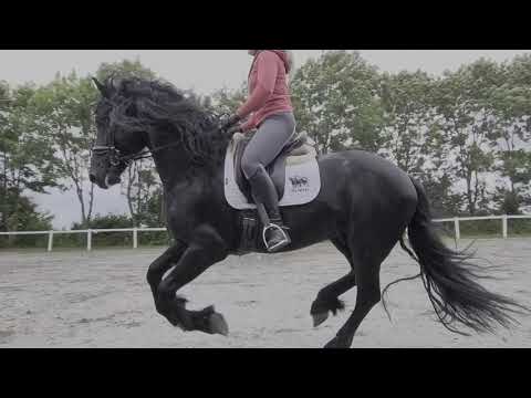 Stal Okkema's Goaitsen - Rommert x Leffert - stallion - 2018