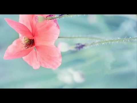 Giuseppe Torelli: Op. 6 n. 7 - Concerto musicale a quattro for strings & b.c. in C major