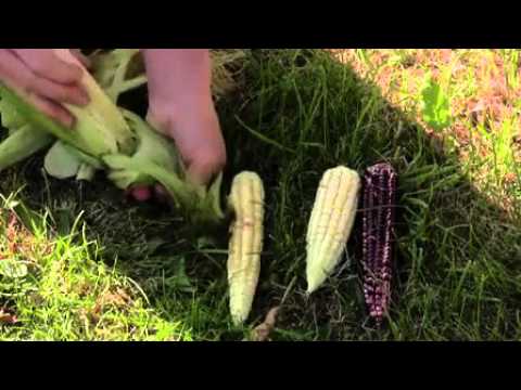 History The Story of All of Us Corn