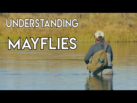 Understanding Mayflies with Tom Rosenbauer