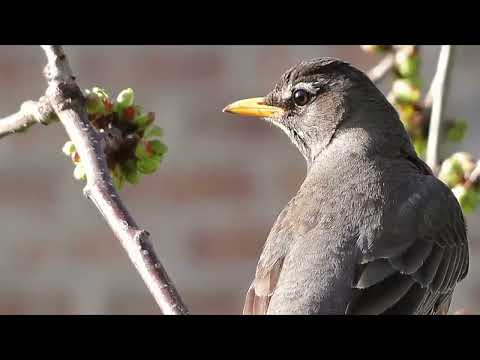 Opwekking 406 In uw naam komen wij
