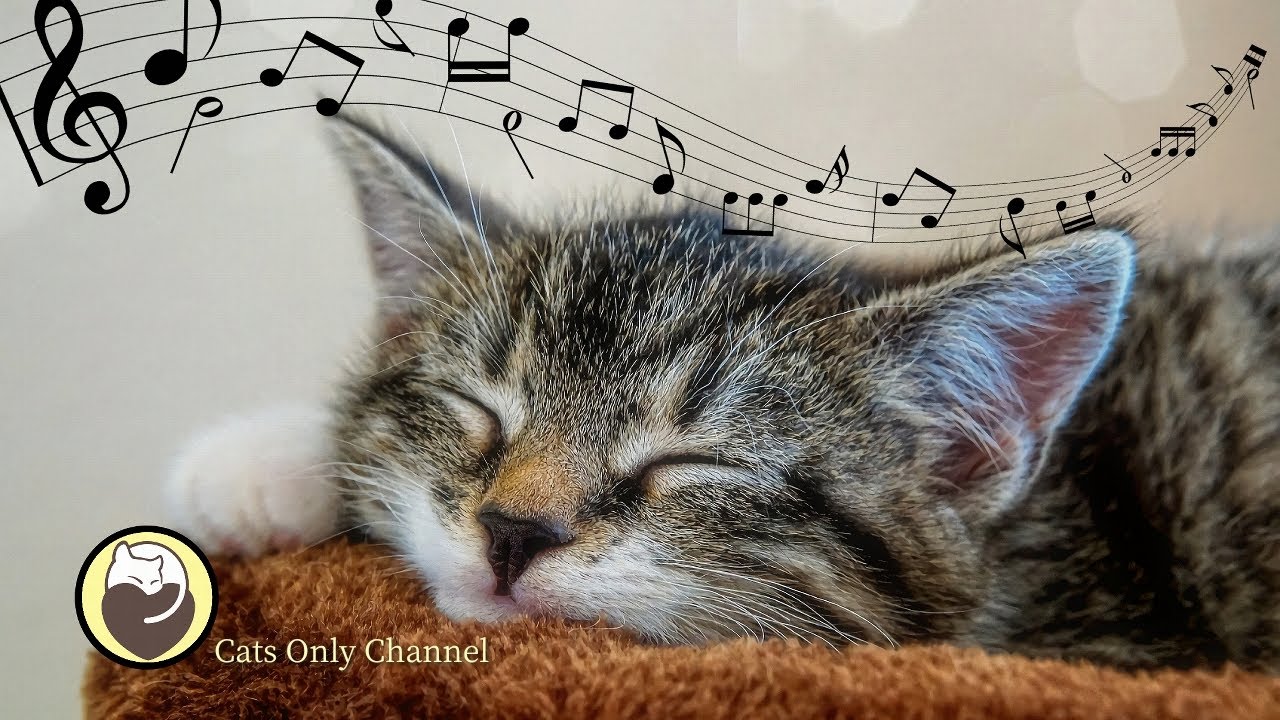 Cat Music - Harp Music and Water Sounds for Relaxation