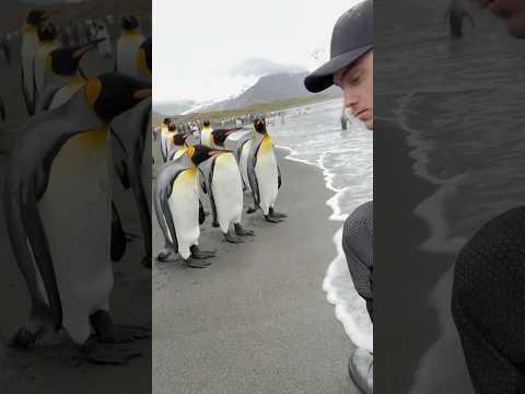 Curious King Penguins #penguin #wildlife#animals #birds #satisfying #asmr #shortvideo #trending