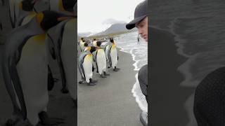 Download lagu Curious King Penguins #penguin #wildlife#animals #birds #satisfying #asmr #shortvideo #trending mp3