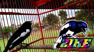 Download lagu KACER ISIAN GEREJA TARUNG mp3
