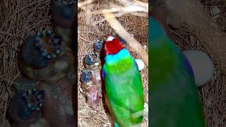 Download lagu Burung Pipit Gouldian Kepala Merah Jantan di sarang melindungi anak-anak burungnya yang mungil - anak burung #burung #burung mp3