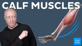 Calf anatomy: Gastrocnemius & soleus muscles | Kenhub