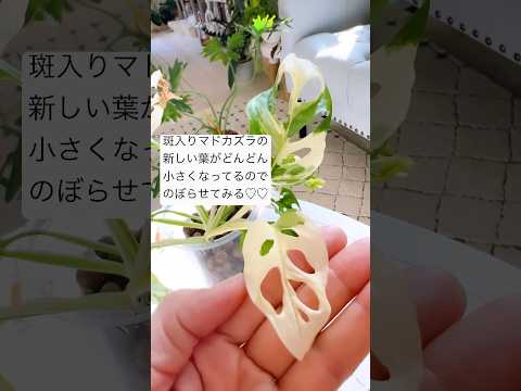 庭にスイバを植える方法は？ – この葉の多い植物の種まき、成長、収穫に関する役立つヒント  庭園