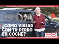 Cómo Llevar A Un Perro En El Coche