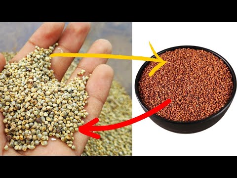 Easy Millet and Guinea Corn Swallow Recipe for Effective Weight Loss