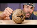 Animals Vs Engineers