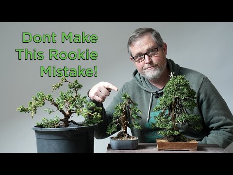Bonsaify | The One Mistake All Bonsai Beginners Make: Here's How to Avoid It!