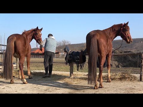 Centru de echitatie Taltos   Crasna, Salaj - 2022 Nou!!!
