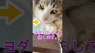 ヨダレ垂らすほど野生を忘れる猫w(武蔵)#猫 #保護猫 #癒し #ねこ #ヨダレ猫
