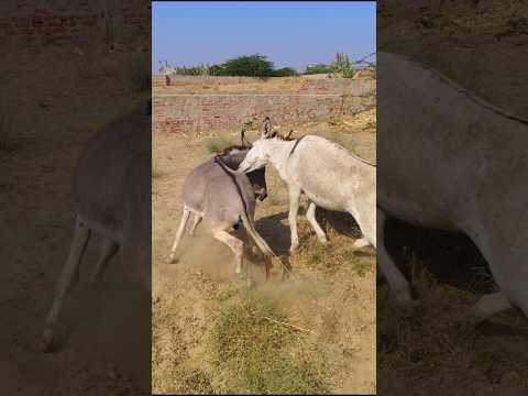 Donkeys #success #animals #trending #viralvideo