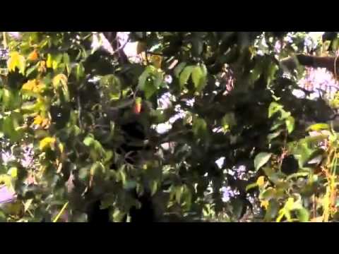 Gorilla Reunion  Damian Aspinall's Extraordinary Gorilla Encounter on Gorilla School