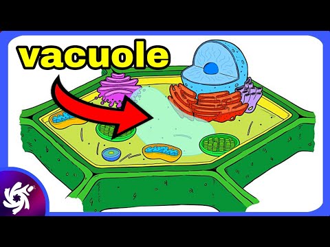 Vacuole in 4 Minutes!